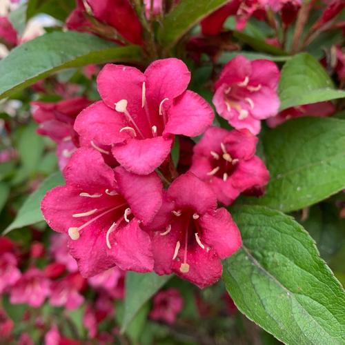 Weigela (Krzewuszka cudowna) Red Prince